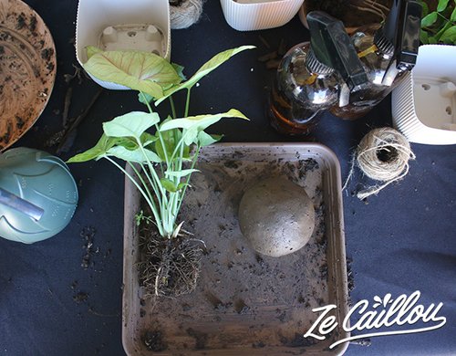 4-atelier-kokedama-reunion-plante