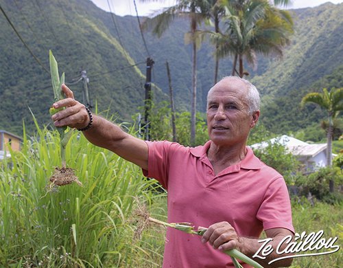 4-maison-du-curcuma-visite-plaine-des-gregues