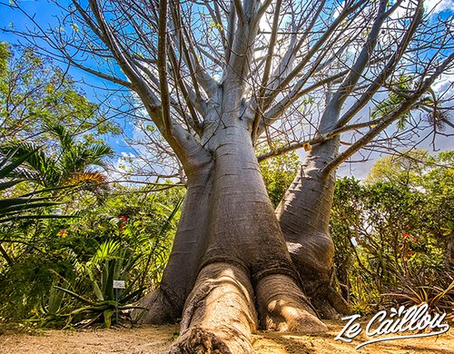 6-jardin-deden-baobab-reunion